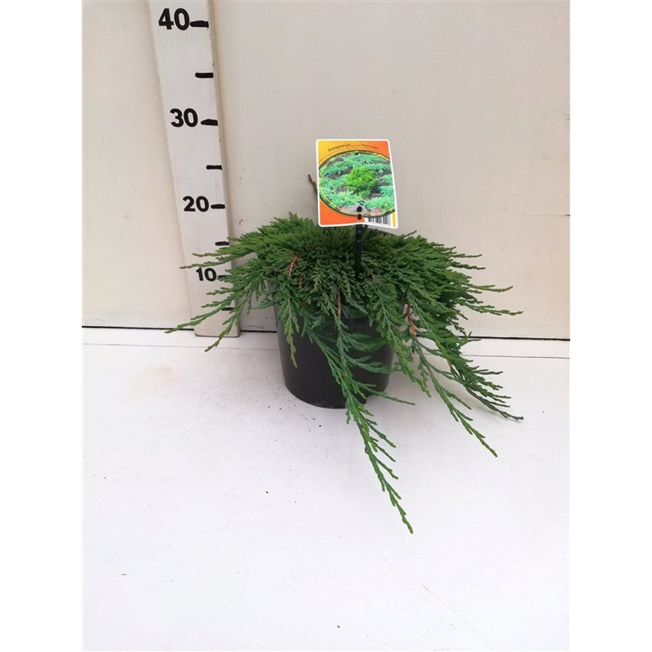 Kryp-en – Juniperus horizontalis 'Pancake' - C3 25-30 CM